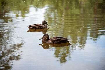 ducks swim in the pond