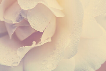 Obraz na płótnie Canvas Close up view of a beautiful white rose background.