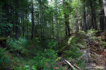 Fototapeta premium dense forest with broken branches