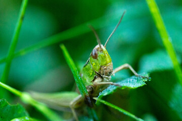 grasshopper in nature close up