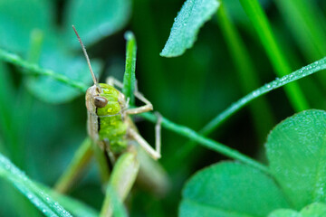 grasshopper in nature close up