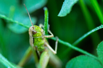 grasshopper in nature close up