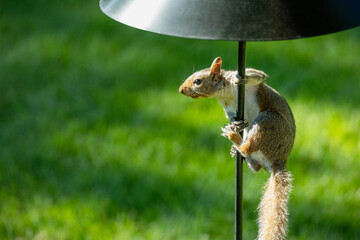 A squirrel climbing a pole to get to the bird feeder
blocked by baffle