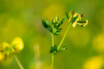 Fototapeta premium closeup plant blossom flower in nature