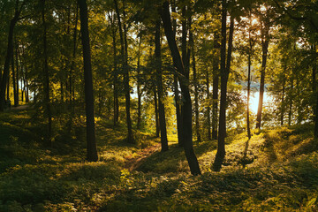 Colorful autumn forest on the sunset