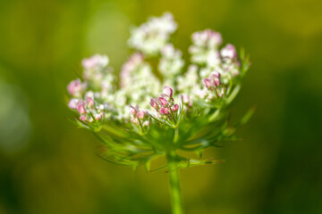 closeup plant blossom flower in nature