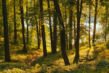 Fototapeta premium Colorful autumn forest on the sunset