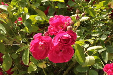 Bright pink flowers blooming on a rose bush in the summer garden. 