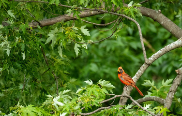Male northern cardinal bird in tree 