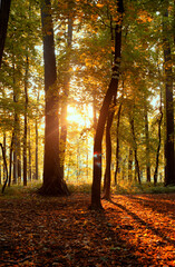 Colorful autumn forest on the sunset