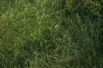 A close up of a green field