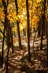 Fototapeta premium autumn in the forest
