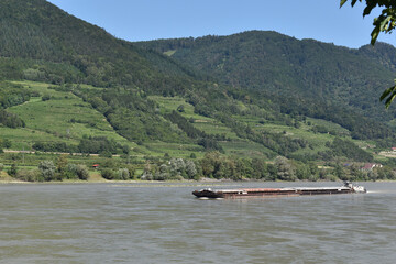 Obraz premium Frachtschiff in Wachau, Donau, im Sommer bei etwas höherem Wasser, Verschiffen von Gütern über Fluss, Frachtverkehr in Europa mit Schiff 