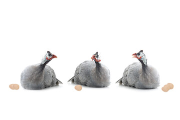  three guinea fowls are fighting among themselves isolated on white background.
