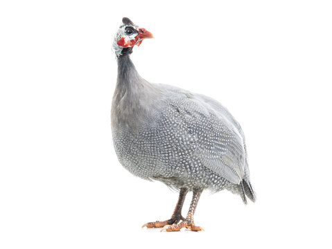 guinea fowl isolated on white background.