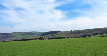 Obraz premium panoramic view of sheep and new spring lambs grazing in fields surrounded by stone walls and hills in west yorkshire pennine countryside