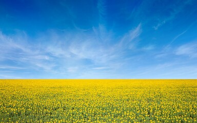 Aerial view of wide field of yellow blooming sunflowers and blue sky with light white clouds in...