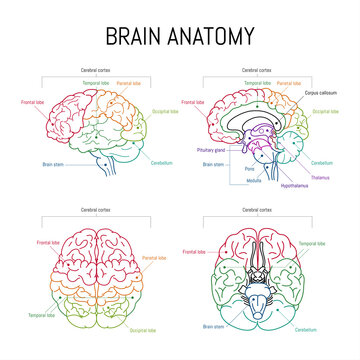 Minimal neuroscience infographic on white. Human brain lobes and functions illustration. Brain anatomystructure sections. Futuristic neurobiology scientific medical vector