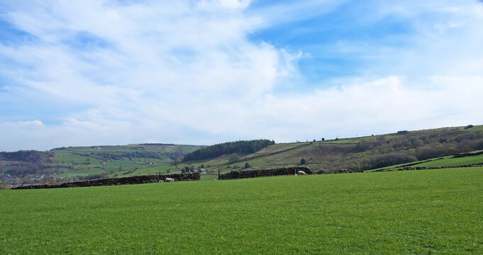 panoramic view of sheep and new spring lambs grazing in fields surrounded by stone walls and hills in west yorkshire pennine countryside