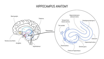 Hippocampus anatomy and structure. Neuroscience infographic on white background. Human brain lobes and sections illustration. Neurobiology scientific futuristic medical vector - obrazy, fototapety, plakaty