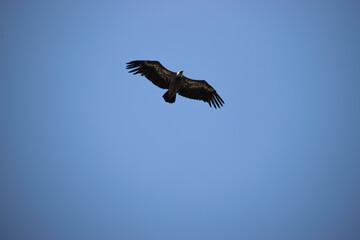 Photo of a black vulture flying over the blue sky in Extremadura, Spain 