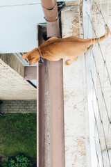 Red tan cat on the roof, terrace or balcony. Looks down from the edge at the brown rain gutter. Cat with collar, active, healthy, playful, he is interested in everything. Brick house, unsafe height