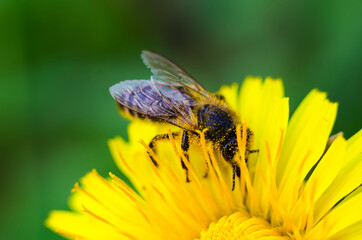A bee collects nectar on a dandelion flower. Pollen. Pollination. Yellow flower. Honey. Insect.