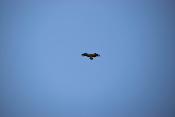 Photo of a black vulture flying over the blue sky in Extremadura, Spain 