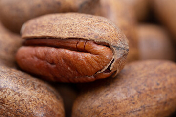 Pecan (Carya illinoinensis) is a species of hickory native to northern Mexico. The seed is an edible nut.
