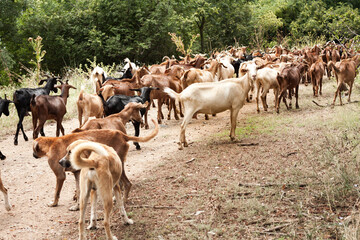 Obraz premium Crowd of goats and dogs