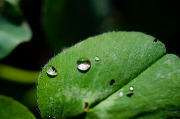 Dew on green leaves of clover. Wet. Clean, fresh. Water drops on the plant.