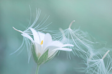 White flower on an aquamarine background close-up. Dandelion Fluffs Flying Flower Blurred Background Lightness, airy, fresh. Screensaver. Blue background. Aquamarine.