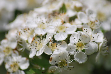 apple tree flowers
