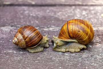 Two grape snails with large spiral shells