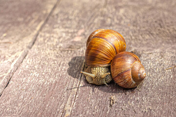 Two large grape snails with large brown shells