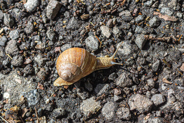 Helix pomatia, common names the Roman snail, Burgundy snail