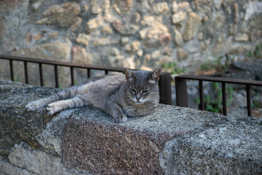 Photo of a grey beautiful cat falling sleep on a stone seeming relaxed