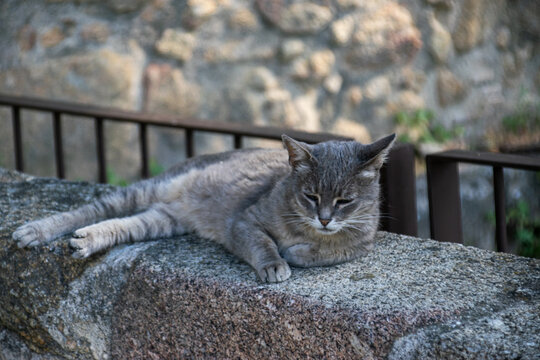 Photo of a grey beautiful cat falling sleep on a stone seeming relaxed