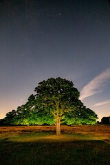 Richmond Park Night Sky