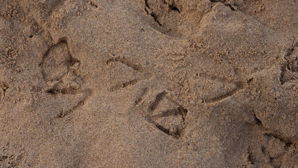 Footprints left behind by Common Gulls and Herring Gulls on the sandy beach at Exmouth, Devon, UK