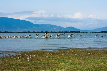 Pelicans on the lake