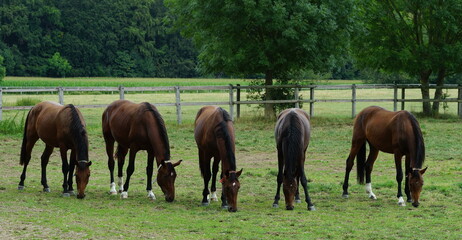 Naklejka premium Horses in the pasture