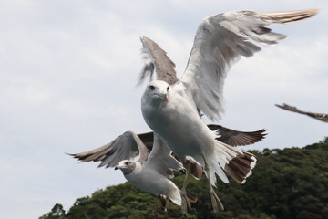 ウミネコ　カモメ　鳥