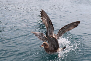 ウミネコ　カモメ　鳥