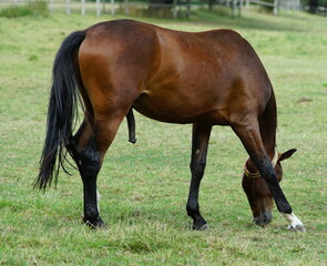 Fototapeta premium Horses in the pasture