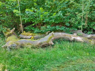 Beautiful natural background trees and timber.