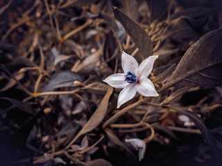 Fototapeta na wymiar White Flower 