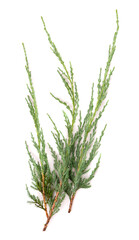 Juniper twig isolated on white background. Ornamental plants for landscape design.