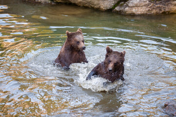 Brown Bears (Ursus arctos) in Lake Clark National Park, Alaska, USA
