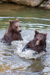 Brown Bears (Ursus arctos) in Lake Clark National Park, Alaska, USA
